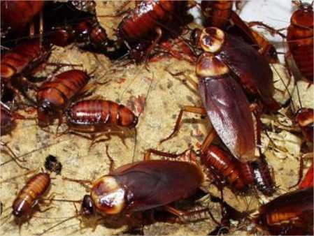 Por que as baratas morrem de barriga para cima?