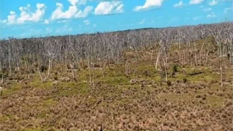 Wilson sobrevoa área quimicamente desmatada no Pantanal: “um verdadeiro cemitério de árvores”