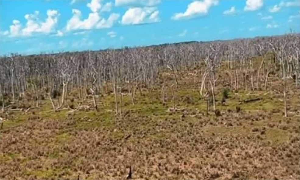 Wilson sobrevoa área quimicamente desmatada no Pantanal: “um verdadeiro cemitério de árvores”