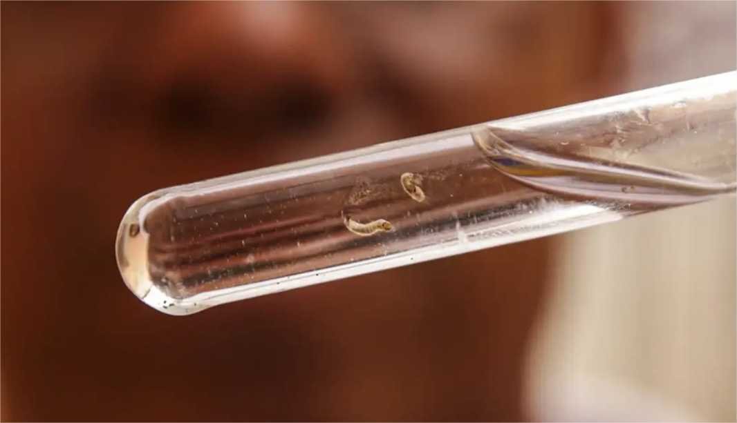 Brasil já tem mais de 3 milhões de casos de dengue em 2024; MT registrou dez mortes pela doença no período