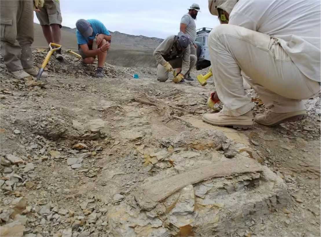 Novo titanossauro de 70 milhões de anos seria o menor da Patagônia Central
