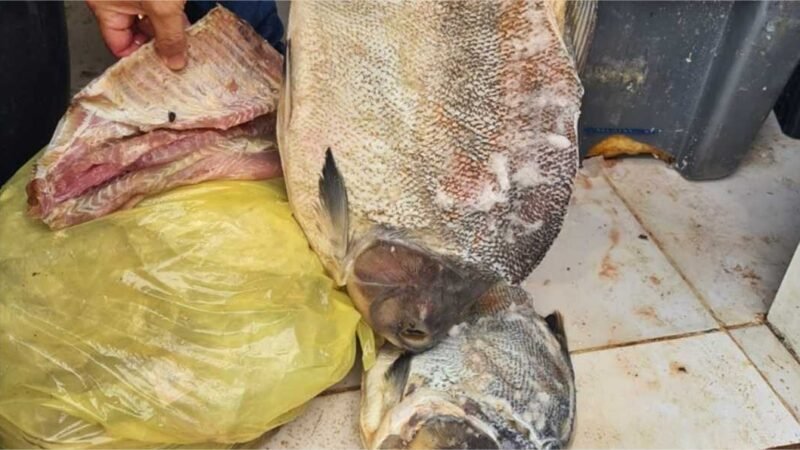 Proprietário de frigorífico clandestino de peixes é autuado por crimes ambientais