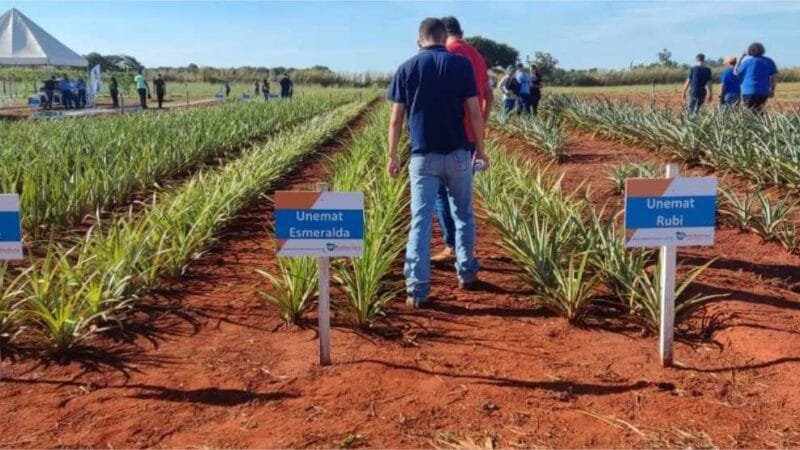 Sem espinhos e resistentes a pragas, novas variedades de abacaxi desenvolvidas pela Unemat irão contribuir com avanço da produção em MT