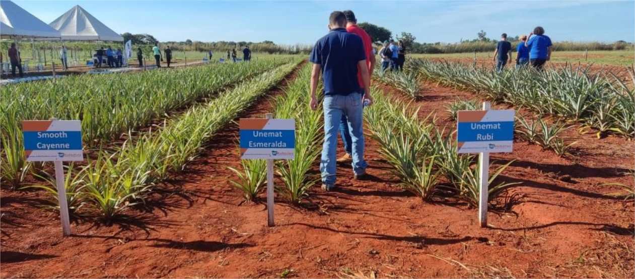 Sem espinhos e resistentes a pragas, novas variedades de abacaxi desenvolvidas pela Unemat irão contribuir com avanço da produção em MT