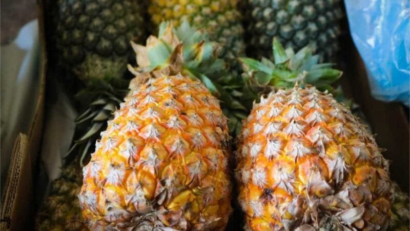 MT realiza Simpósio Brasileiro do Abacaxizeiro para discutir novas tecnologias e práticas para expandir produção