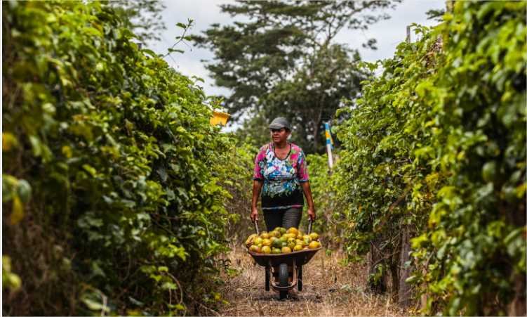 Governo de Mato Grosso regulamenta fundo para fortalecer agricultura familiar