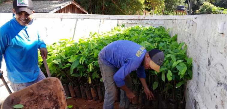 Parceria entre Governo de MT e Prefeitura de Juína produz 35 mil mudas de cacau para agricultores familiares