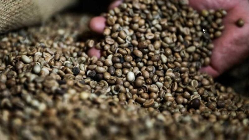 Apoio do Governo de MT a produtores favorece crescimento da produção de café no Estado, aponta Conab