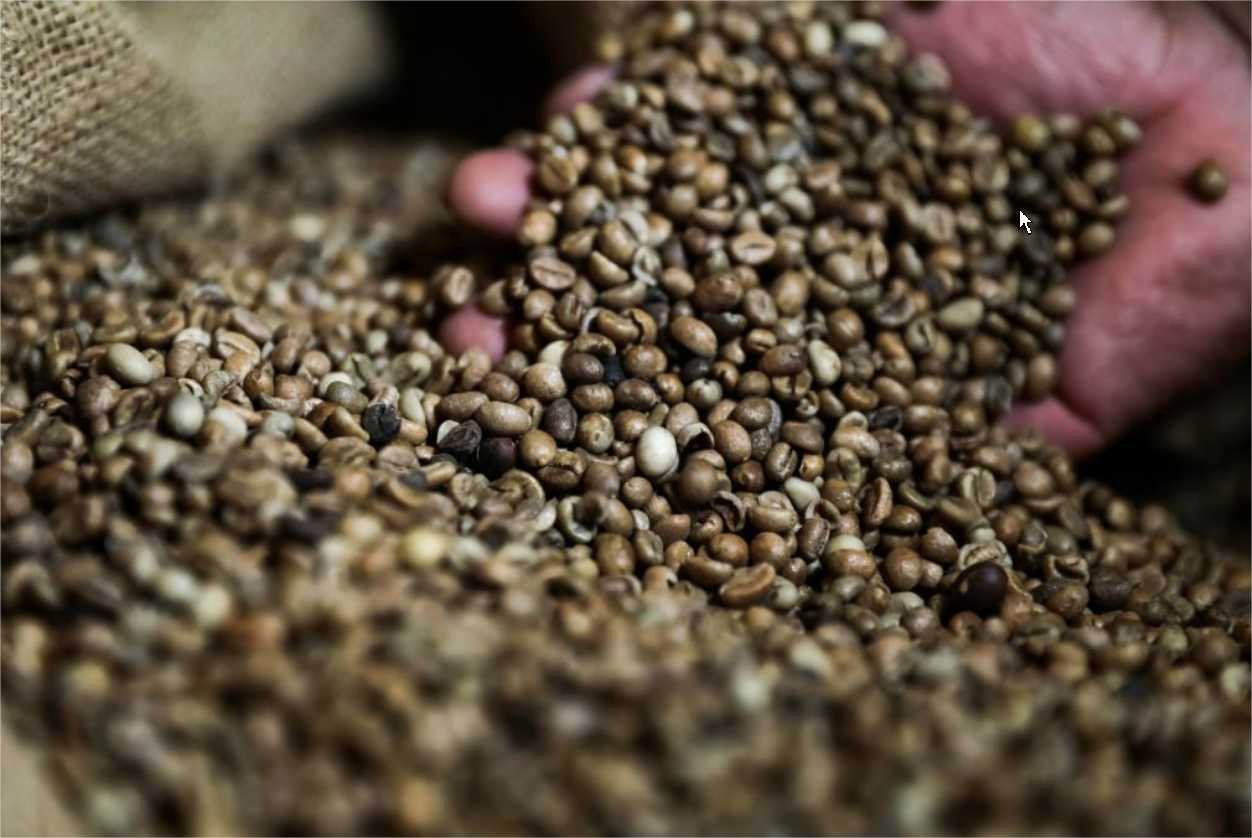 Apoio do Governo de MT a produtores favorece crescimento da produção de café no Estado, aponta Conab