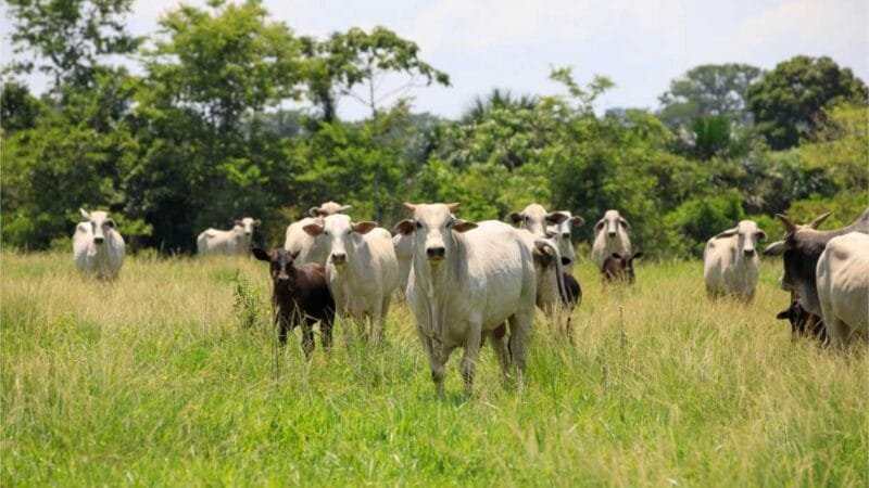 Mato Grosso registra recorde de abates de bovinos e exportações em abril de 2024