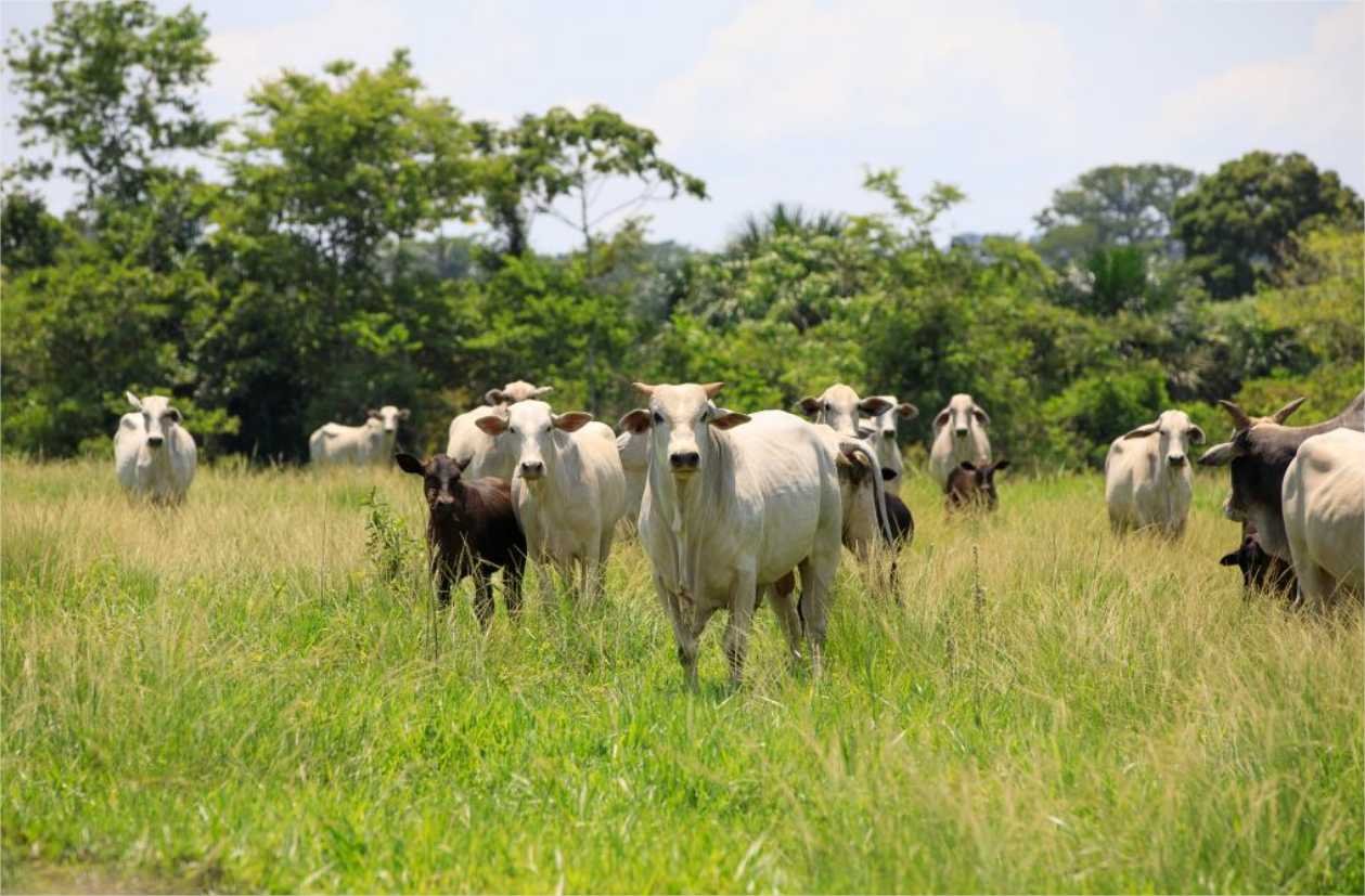 Mato Grosso registra recorde de abates de bovinos e exportações em abril de 2024