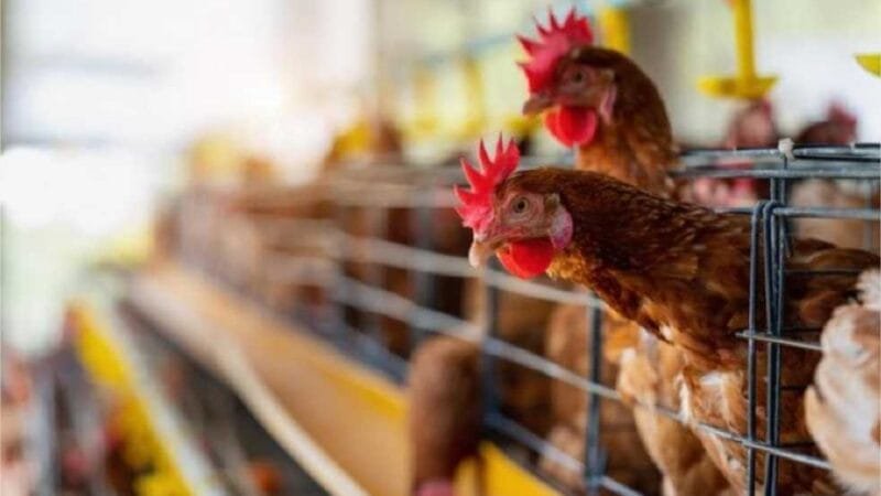 Carlos Fávaro prorroga até novembro estado de emergência zoossanitária para gripe aviária