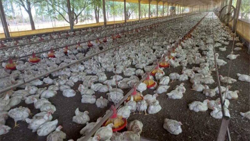 Campanha estadual de atualização de rebanho termina na próxima terça-feira (04)