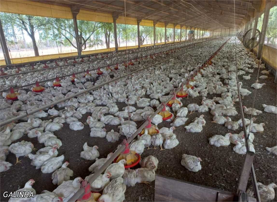 Campanha estadual de atualização de rebanho termina na próxima terça-feira (04)