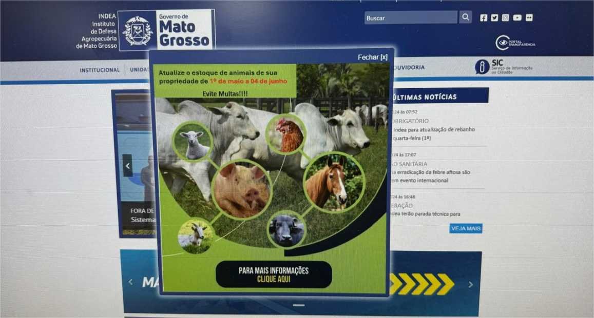 Prazo para produtores de MT informarem ao Indea estoque de rebanho termina no dia 4 de junho