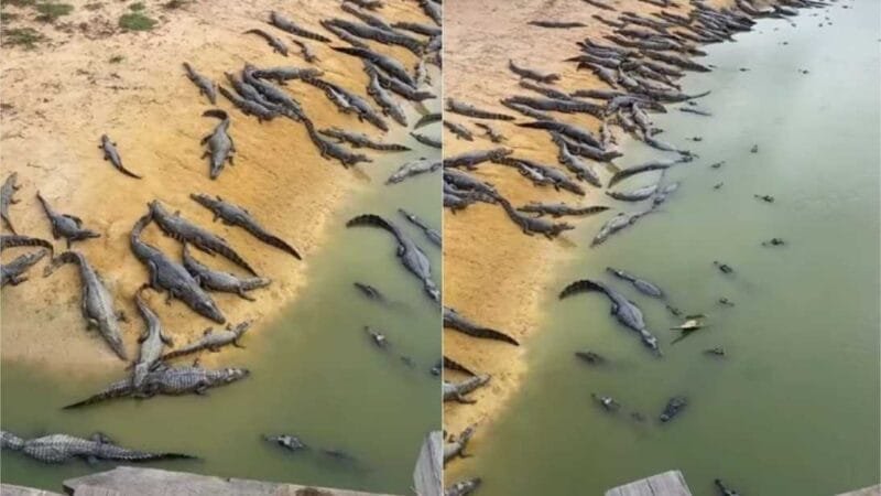 Vídeo mostra centenas de jacarés em lagoa no Pantanal; veja