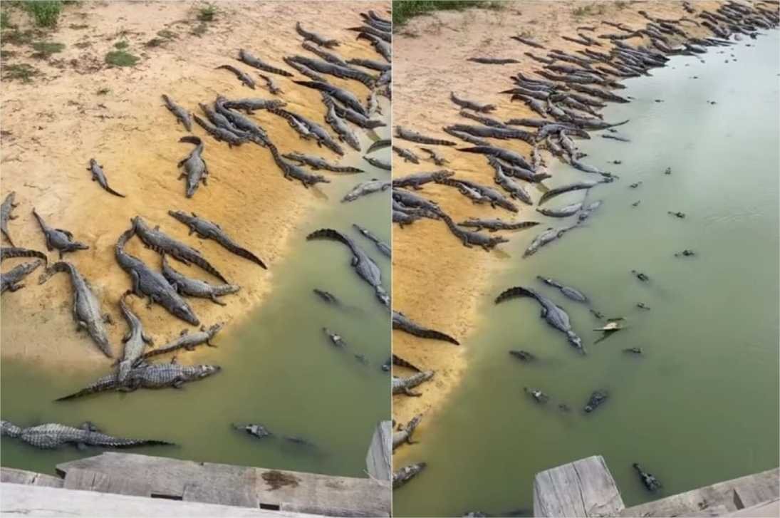 Vídeo mostra centenas de jacarés em lagoa no Pantanal; veja