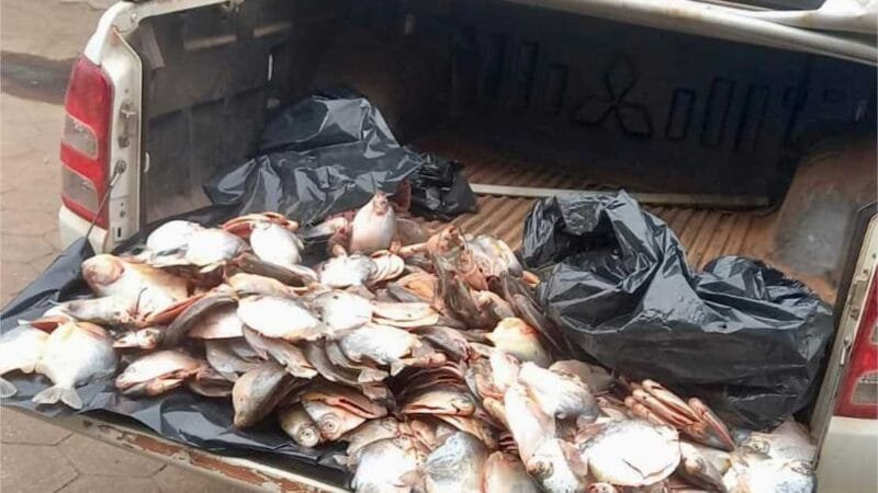 Sema e PM apreendem 45,5 quilos de pescado das espécies pacupeva e piranha em Várzea Grande