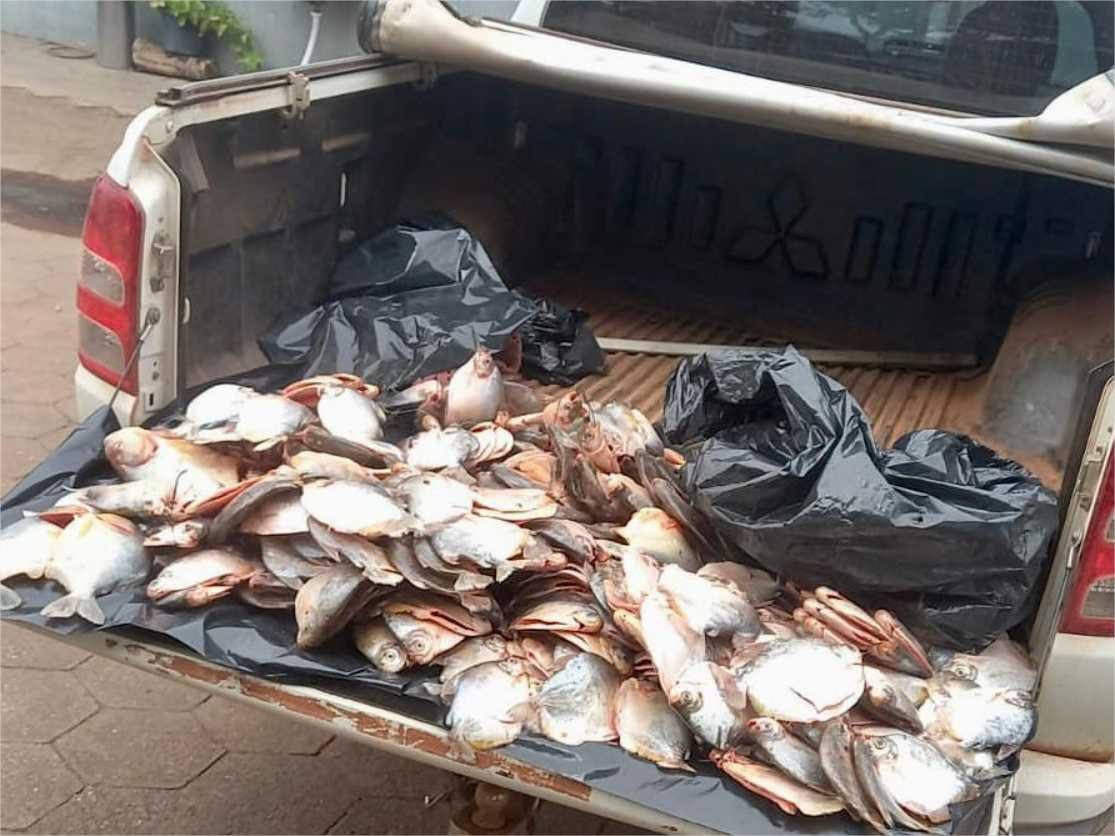 Sema e PM apreendem 45,5 quilos de pescado das espécies pacupeva e piranha em Várzea Grande