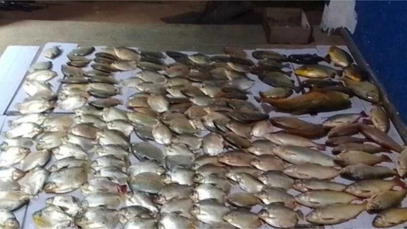 Sema apreende 119 kg de peixes de espécies proibidas e fora da medida em Santo Antônio de Leverger