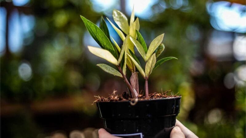 Shopping Orla promove 7º Festival de Rosas do Deserto a partir de quinta-feira (9); destaque será o lançamento da espécie Zamioculca Chameleon