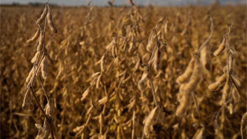 Vazio sanitário da soja começa dia 08 de junho em Mato Grosso