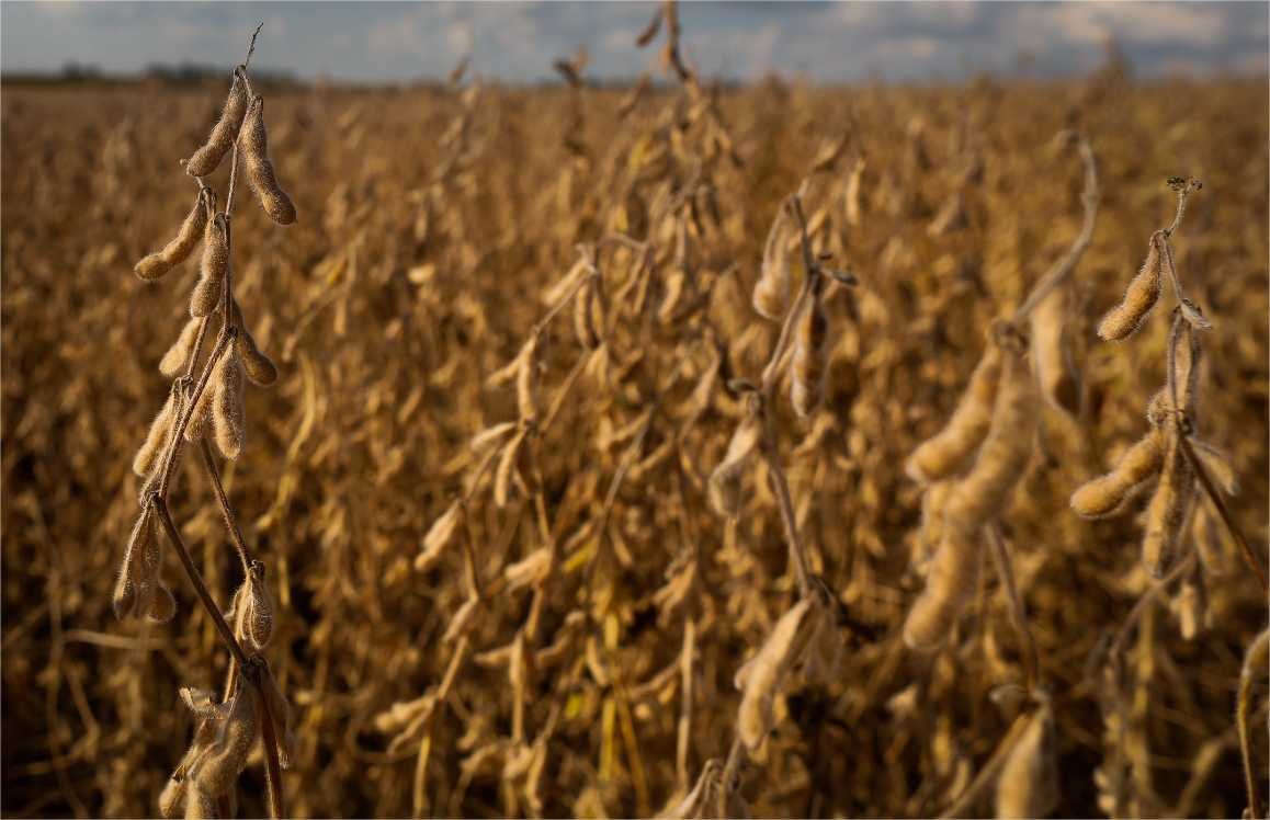 Vazio sanitário da soja começa dia 08 de junho em Mato Grosso