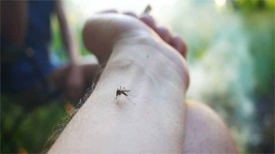 Brasil se aproxima de 6 milhões de casos e 4 mil mortes por dengue