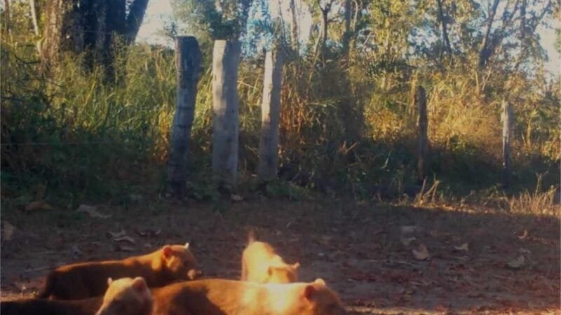 Matilha de cachorro-vinagre é flagrada pela primeira vez por câmeras de monitoramento na Transpantaneira