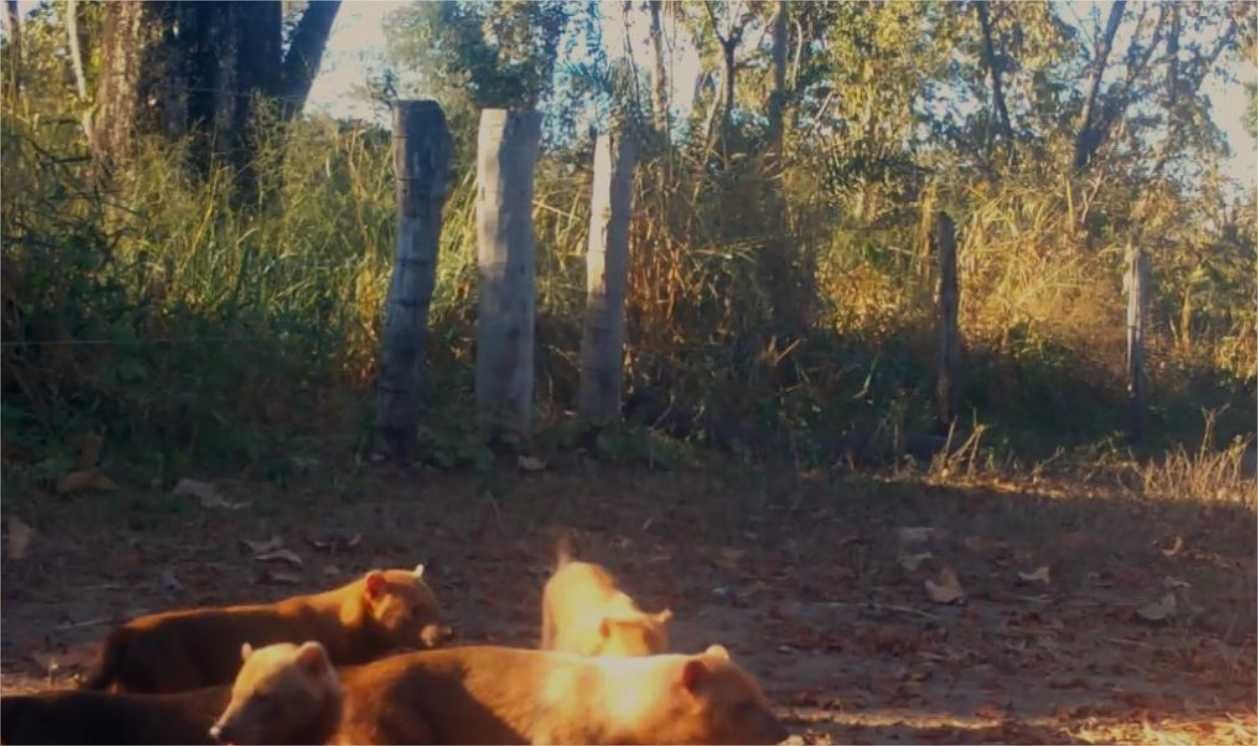 Matilha de cachorro-vinagre é flagrada pela primeira vez por câmeras de monitoramento na Transpantaneira