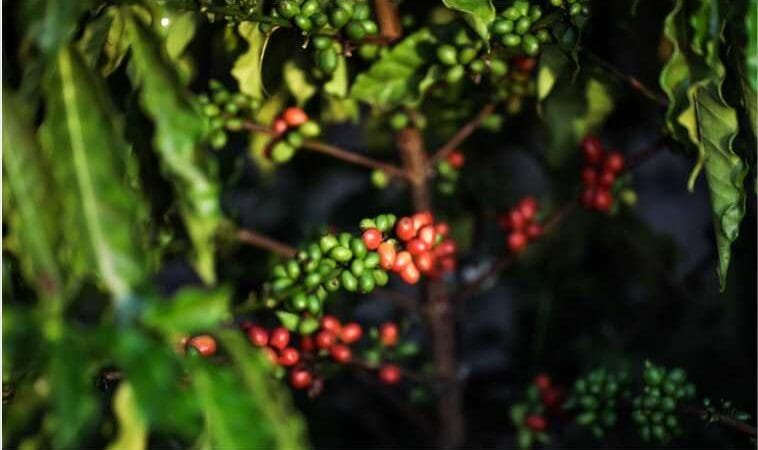 Produtividade de café por hectare em MT triplica e Embrapa destaca impactos de programa do Governo