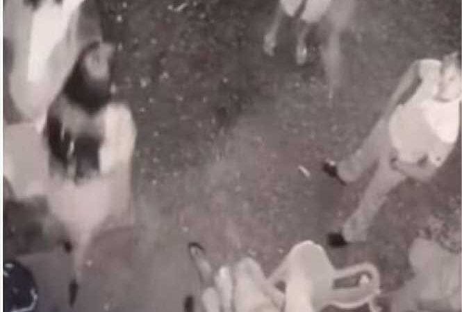 Empresário é assassinado a tiros dentro de boate em MT; veja vídeo