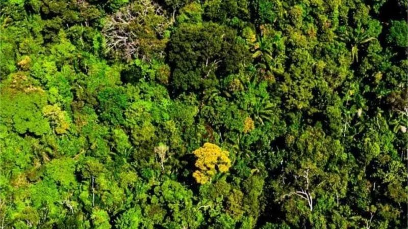 Polícia Federal deflagra operação em Mato Grosso para combater desmatamento criminoso na Amazônia