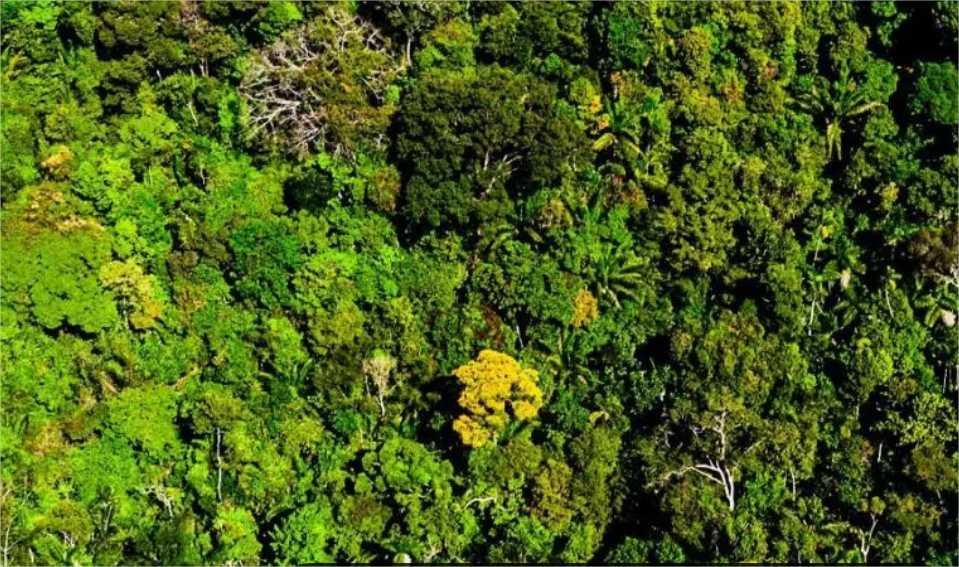 Polícia Federal deflagra operação em Mato Grosso para combater desmatamento criminoso na Amazônia