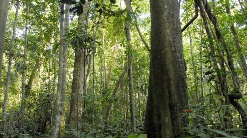 Governo de MT sanciona fundo para receber doações para criação de parques