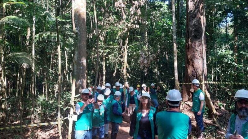 Dia de Floresta em MT pode ajudar a destravar normas para manejo florestal sustentável no país
