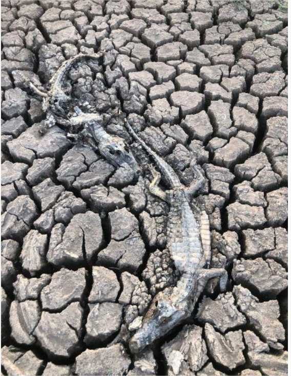 Pantanal registra queda de 61% na superfície alagada em 2023