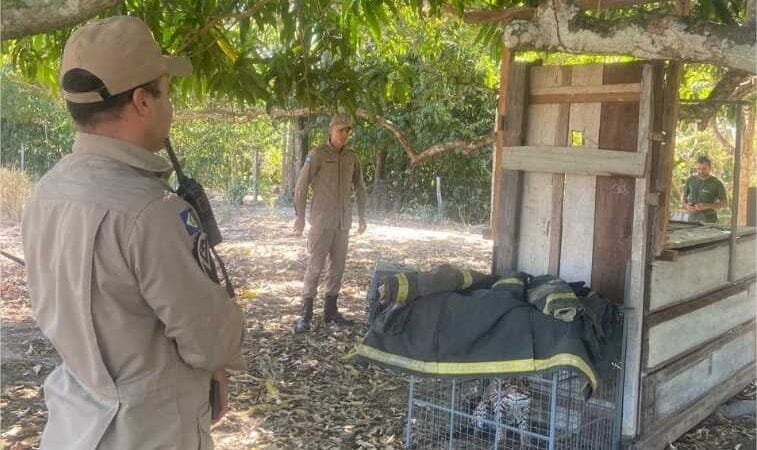 Corpo de Bombeiros Militar resgata jaguatirica após ser chamado por moradores