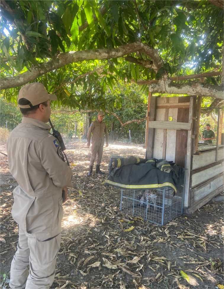 Corpo de Bombeiros Militar resgata jaguatirica após ser chamado por moradores