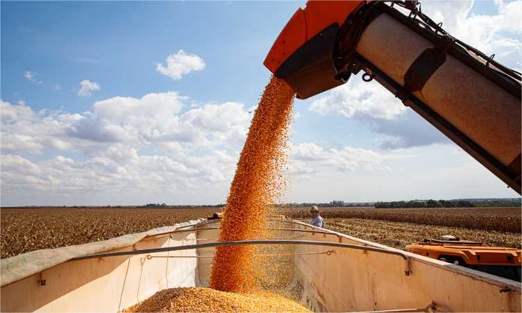 Exportações de milho crescem 40% e MT consolida posição no mercado internacional