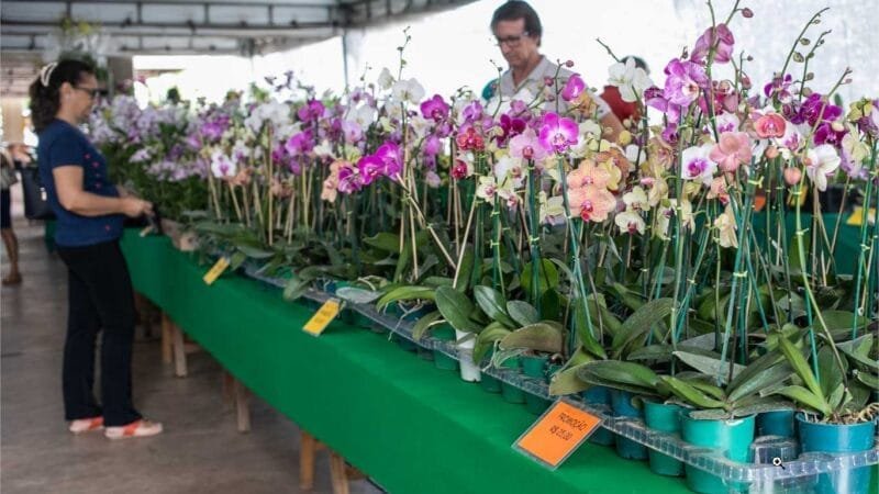 8ª edição do Festival de Orquídeas e Flores começa nesta terça-feira (11); 10 mil exemplares de plantas estarão disponíveis no Shopping Orla