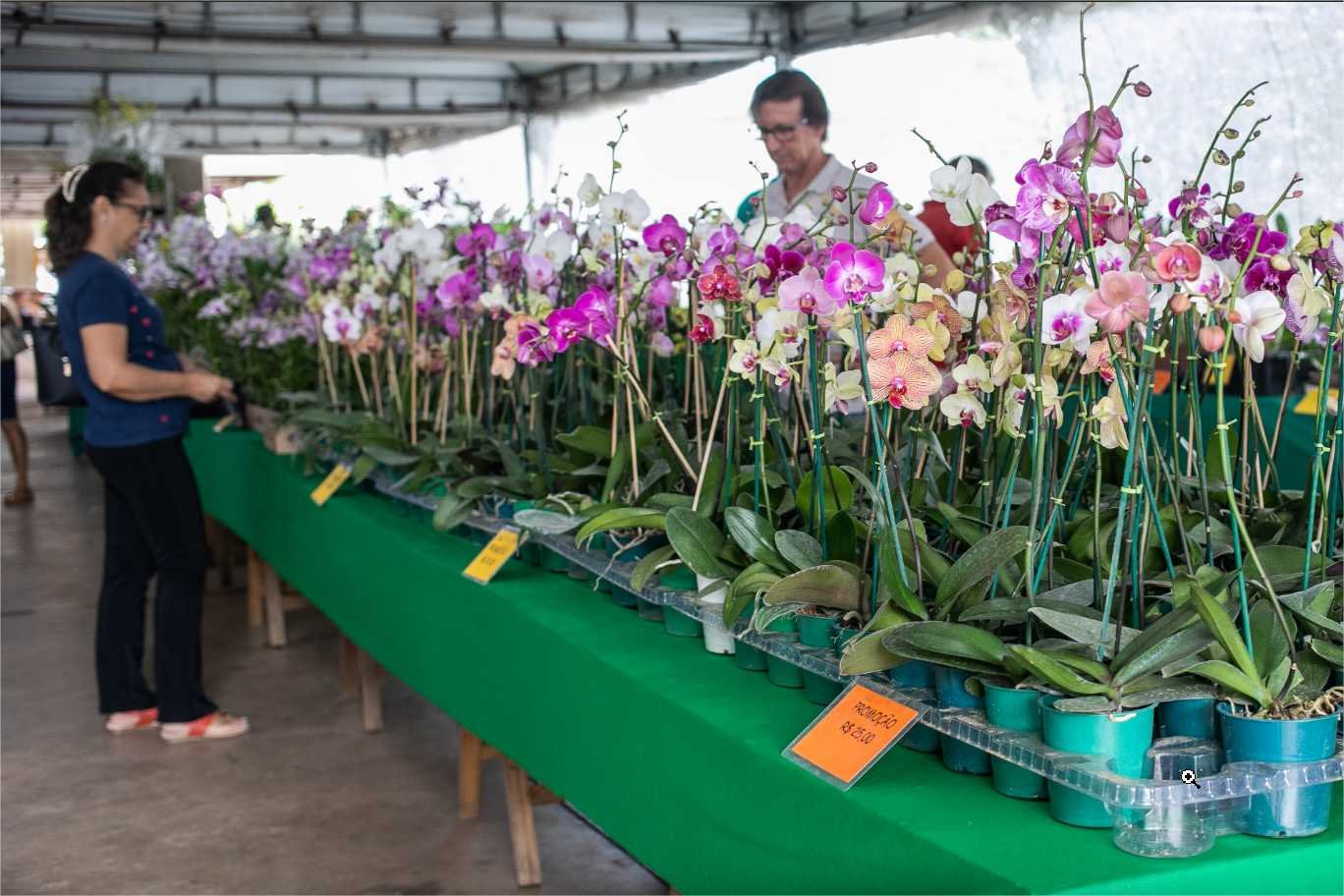 8ª edição do Festival de Orquídeas e Flores começa nesta terça-feira (11); 10 mil exemplares de plantas estarão disponíveis no Shopping Orla