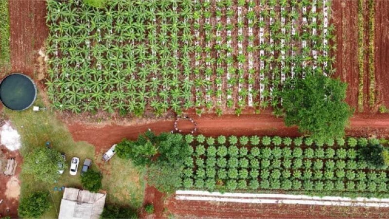 Agricultores familiares transformam áreas de pastagens improdutivas e degradadas em plantações de cacau e banana