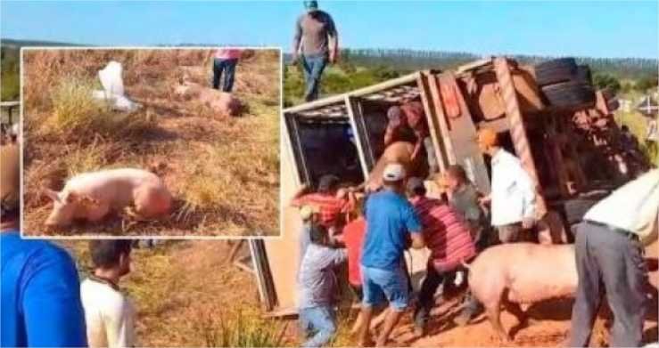 Carga de porcos é saqueada após caminhão tombar em rodovia de MT