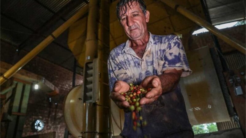 MT sai da penúltima posição para um dos 10 maiores produtores de café do país