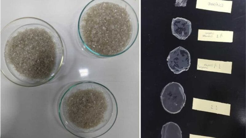 Pesquisadoras desenvolvem material biodegradável de amido e colágeno de peixe que pode substituir plástico sintético