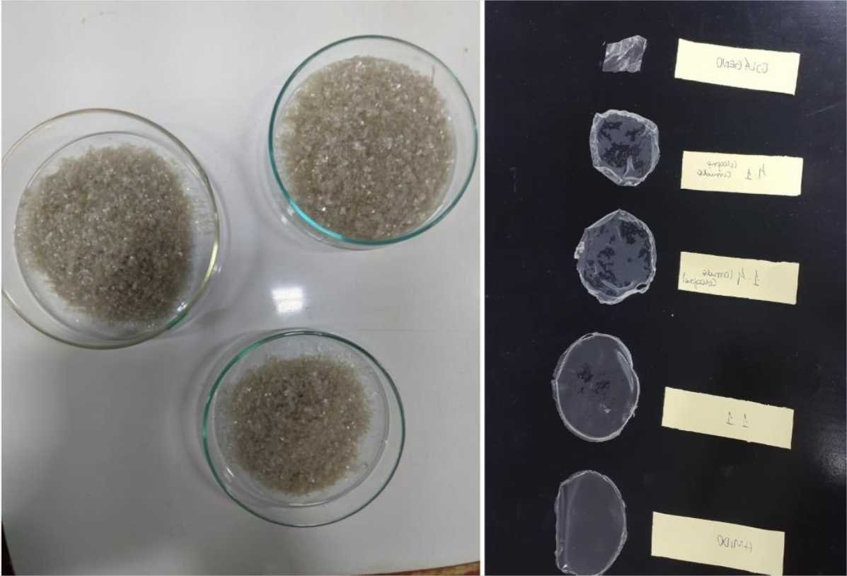 Pesquisadoras desenvolvem material biodegradável de amido e colágeno de peixe que pode substituir plástico sintético