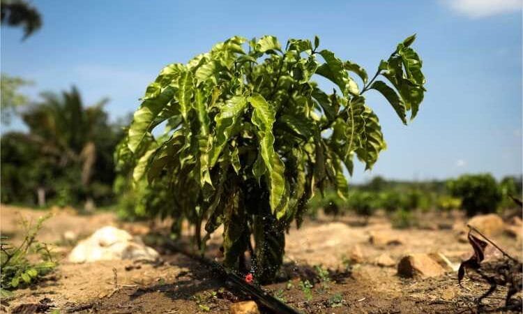 Sistema de irrigação custeado pelo Governo de MT garante produção de café em Colniza