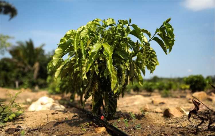 Sistema de irrigação custeado pelo Governo de MT garante produção de café em Colniza