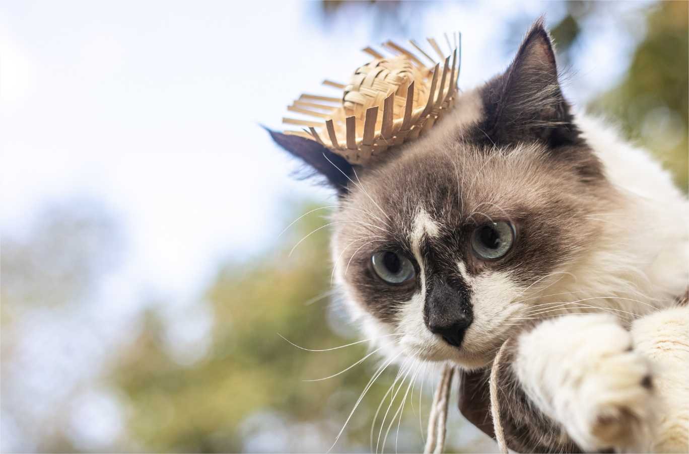 Primeiro ‘Arraiá Pet’, que disponibilizará 34 fofuras peludas para adoção, acontece a partir das 8h de sexta-feira (5)